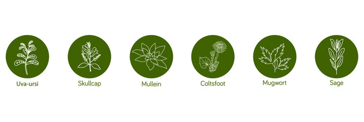 Smokable Plants and herbs icon set uva ursi, skull cap, mullein, coltsfoot, mugwort, sage vector illustration