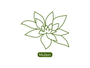 mullein smokable plant line art icon vector illustration