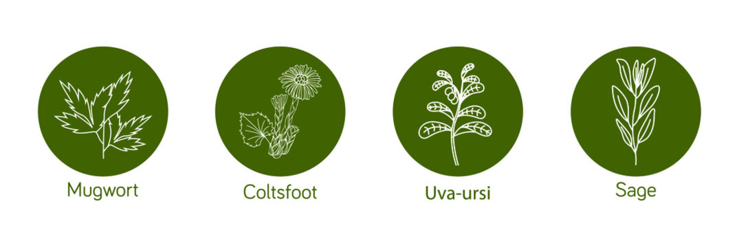 Smokable Plants and herbs icon set  uva ursi, coltsfoot, mugwort, sage