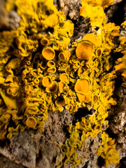 Close-up shot of Tremella growing on the tree