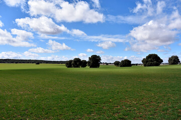 Primavera en La Mancha