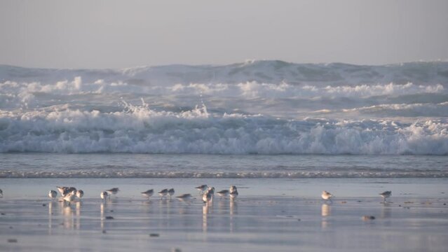 Ocean waves, many quick sandpiper birds, small sand piper plover shorebirds flock, Monterey beach wildlife, California coast sunset, USA. Sea water tide, littoral sand. Tiny fast young baby avian run.