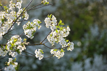 Twigs of cherry tree with white blossoming flowers in early spring