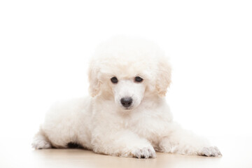 image of dog white background