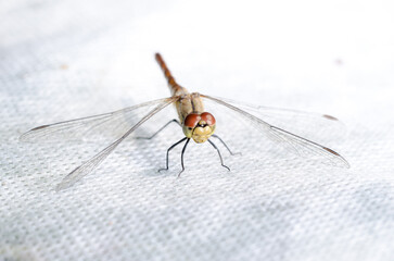 Dragonfly sits on a white surface.
