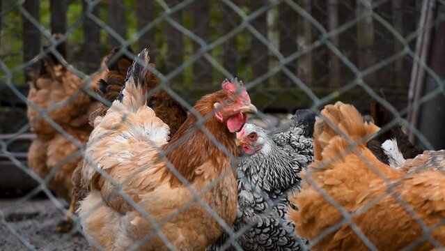 Hen with black and white feathers among chicken flock in coop  behind wire fence - breeding fowl in countryside