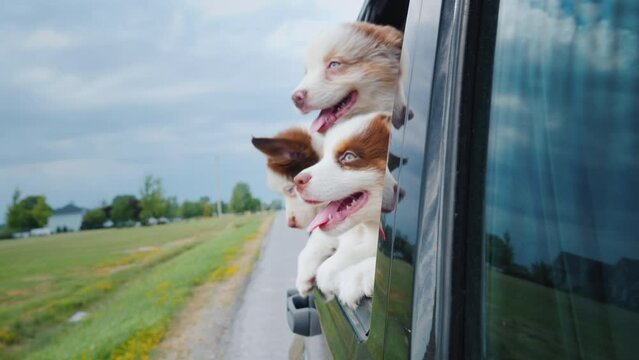 Three funny cute puppies peek out of a car window