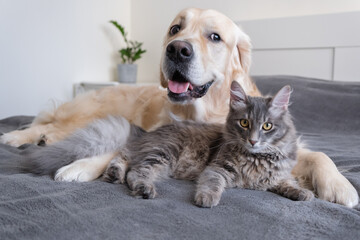 A cat and a dog lie together on the bed. Pets sleeping on a cozy gray plaid. The care of animals....