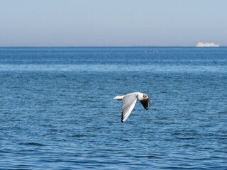 Möwe