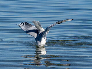 Möwe