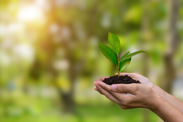 Fototapeta na wymiar World environment day and earth day concept. Human hands holding small tree and preparation for planting to save the world over blurred forrest, green bokeh and sunlight background.