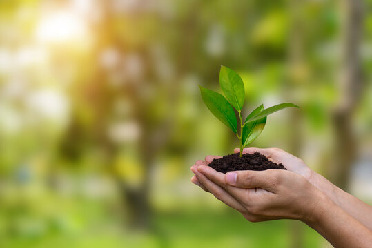 World environment day and earth day concept. Human hands holding small tree and preparation for planting to save the world over blurred forrest, green bokeh and sunlight background.