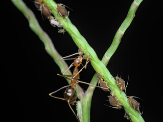 Crazy yellow ant doing symbiosis with apids