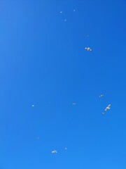 Gaviotas sobrevolando la playa de Brighton