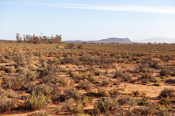 The dry and arid landscape of the Karoo.