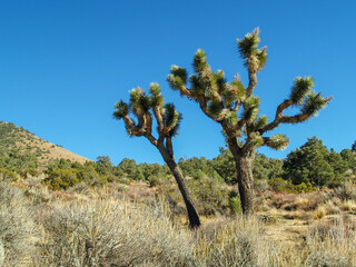 Joshua Tree National Park is a desert landscape in southeastern California that forms the transition between the Mojave Desert and the Colorado Desert.