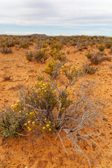 The unique flora and fauna succulents that are found in the dry arid regions of the Karoo, South Africa.