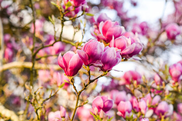 Obraz premium Pink magniolii tree blooming in the spring garden. Beautiful flowers background.