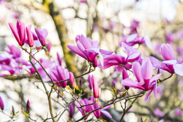 Fototapeta premium Pink magniolii tree blooming in the spring garden. Beautiful flowers background.