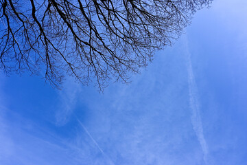 branches against blue sky