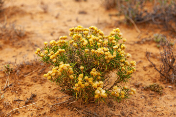 The unique flora and fauna succulents that are found in the dry arid regions of the Karoo, South...