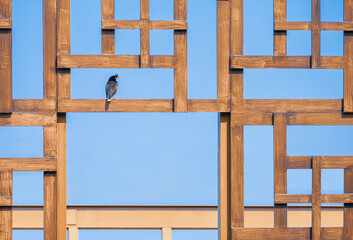 Great myna or White-vented Myna Bird perching on abstract wooden wall decoration pattern against blue sky in minimal style