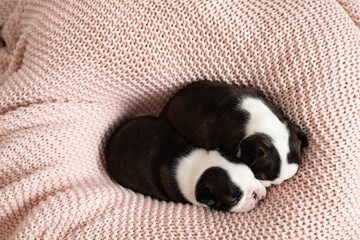 Cute Boston Terrier puppies sleep on a pink knitted blanket. Wonderful pets. Tender emotion. Dog