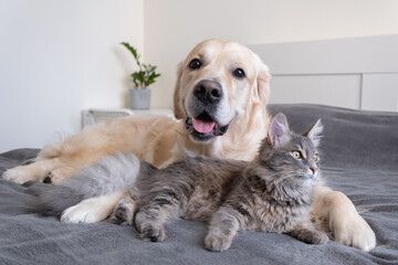 A cat and a dog lie together on the bed. Pets sleeping on a cozy gray plaid. The care of animals....