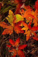 Autumn color leaves colorfull leaf