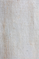Eucalyptus trunk texture. Smooth wood without bark. Fullscreen