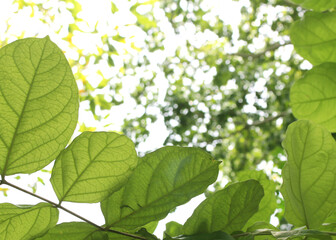 Fototapeta na wymiar Summer branch with fresh green leaves with space