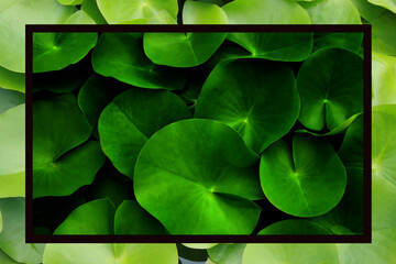 green lotus leaf for texture background