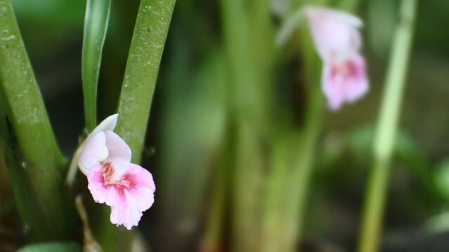 close up of kencur flower (Kaempferia Galanga) hd video