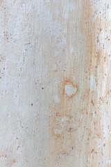 Eucalyptus trunk texture. Smooth wood without bark. Fullscreen