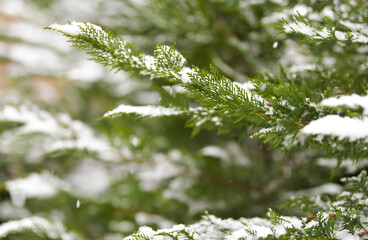 Close up view some leylandii trees during a snowfall in the winter