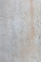 Eucalyptus trunk texture. Smooth wood without bark. Fullscreen	