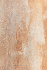 Eucalyptus trunk texture. Smooth wood without bark. Fullscreen	