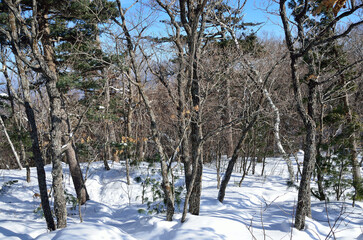 Primorsky Krai. Winter forest near the town of Arsenyev in winter
