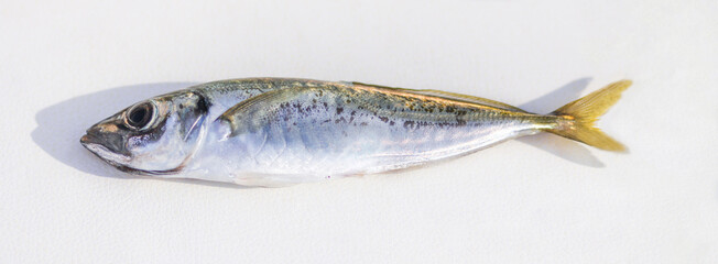 A freshly caught horse mackerel fish lies on the white leather seat of a motor boat.