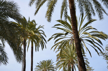 Fototapeta premium Palm trees, blue sky background