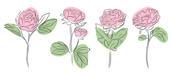 set of differents peony decoration on white background