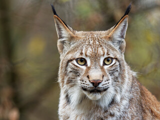 Eurasische Luchs, Lynx lynx, Nordluchs, Luchs