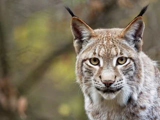 Gordijnen Eurasische Luchs, Lynx lynx, Nordluchs, Luchs © dina