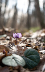Little cyclamen flower in the middle of blurred background of a forest - Macro, Selective focus