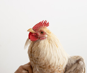 cock bird on white background