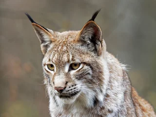 Muurstickers Eurasische Luchs, Lynx lynx, Nordluchs, Luchs © dina
