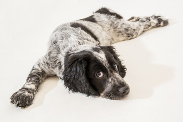 Hunting spaniel puppy on white background