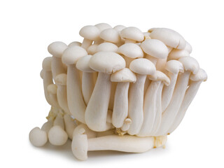 Golden needle mushroom on white background.