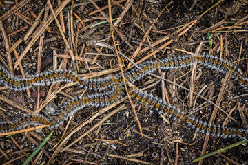 Pine trees worms moving in perfect lines between the trees leaves