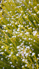 Pequeñas flores blancas en arbusto verde